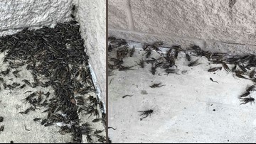 Crickets take Austin by 'swarm' causing local business to temporarily close