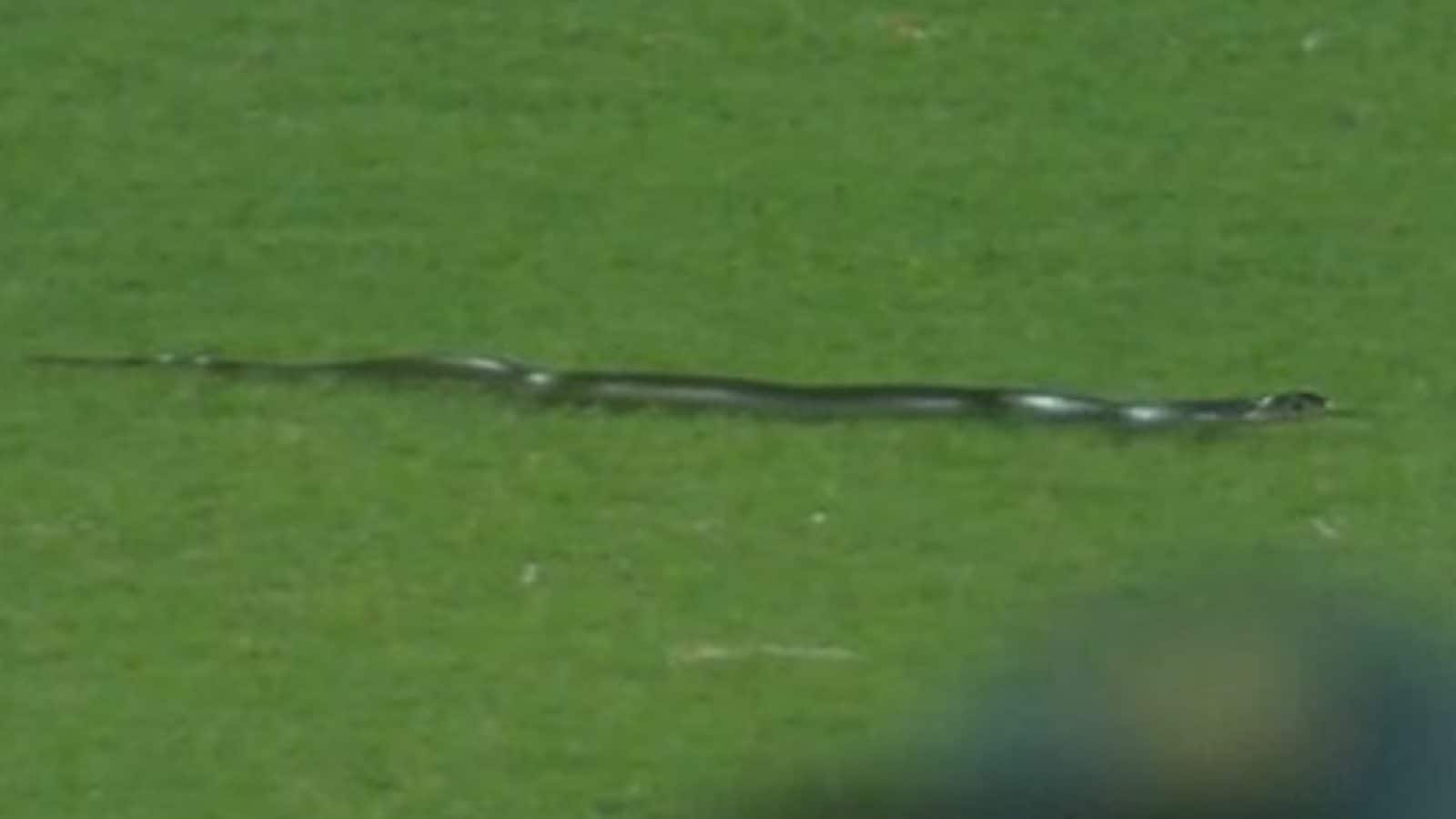 IND vs SA, 2nd T20I: Snakes Grab Headline After Making an On-field Guest Appearance Guwahati
