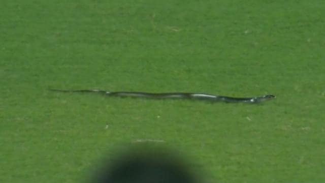 IND vs SA: After snake halted Guwahati T20I, ACA Secretary Saikia jokes the reptile 'was enjoying match'