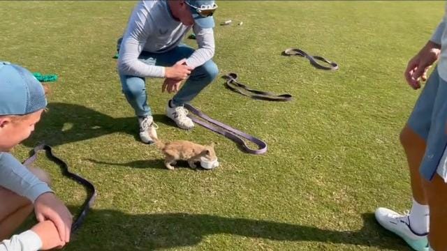 Watch: England's Joe Root feeds kitten at Pindi Cricket Stadium ahead of first Test - Firstcricket News, Firstpost